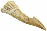Fossil Sawfish (Onchopristis) Rostral Barb - Morocco #250893-1